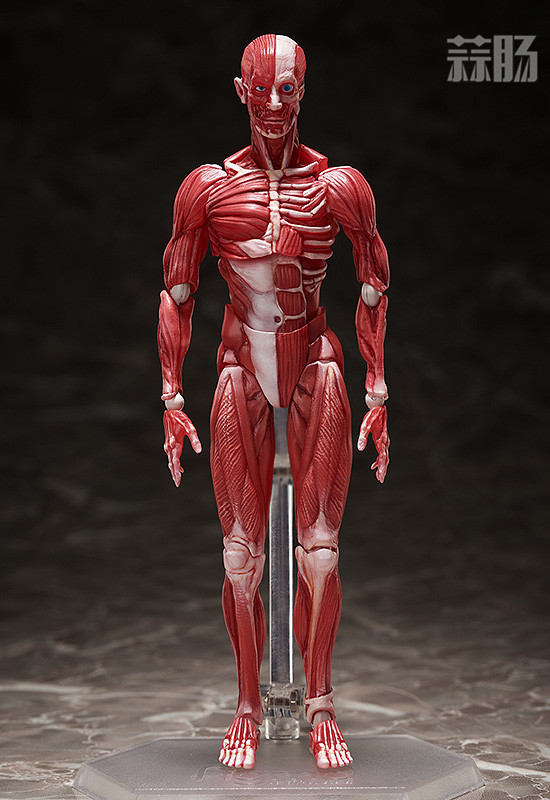 Freeing推出figma SP-142人體模型